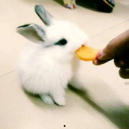 娱乐吃瓜小兔兔,小兔兔的吃瓜日常